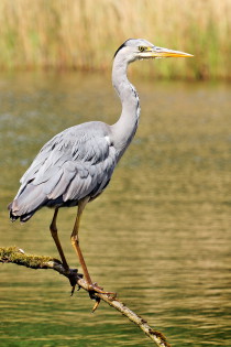 Blauwe reiger