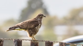 Buizerd