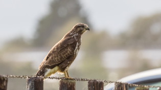 Buizerd