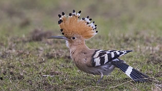 Hop (upupa epops)
Noordeinde, Waddinxveen, 21 september 2021
Canon EOS R5, 700 mm, 1/800 sec, f/5.6, ISO 800 Hop