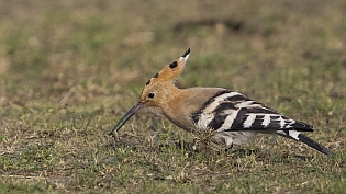 Hop (upupa epops)
Noordeinde, Waddinxveen, 21 september 2021
Canon EOS R5, 700 mm, 1/800 sec, f/5.6, ISO 800 Hop