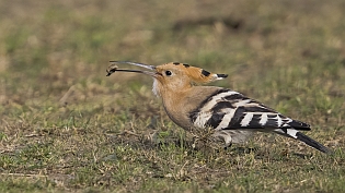 Hop (upupa epops)
Noordeinde, Waddinxveen, 21 september 2021
Canon EOS R5, 700 mm, 1/800 sec, f/5.6, ISO 800 Hop