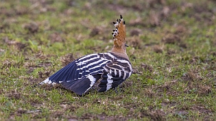 Hop (upupa epops)
Noordeinde, Waddinxveen, 21 september 2021
Canon EOS R5, 700 mm, 1/800 sec, f/5.6, ISO 800 Hop
