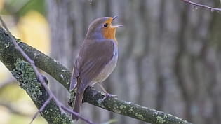 Roodborst (erithacus rubecula)
Delft, Roland Holstlaan, 13 november 2021
Canon EOS R5, 800 mm, 1/60 sec, f/11, ISO 800 Roodborst