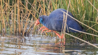 Purperkoet (porphyrio porphyrio)
Zevenhuizen, Eendrachtspolder, 23 december 2021
Canon EOS R5, 800 mm, 1/125 sec, f/11, ISO 800 Purperkoet