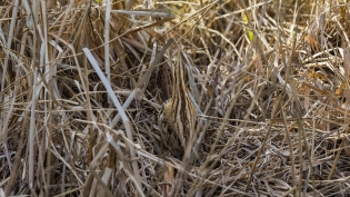 Roerdomp (botaurus stellaris)
Pijnacker, Klapwijk en Tolhek, Marepad, 5 februari 2022
Canon EOS R5, 254 mm, 1/800 sec, f/5.6, ISO 800 Roerdomp