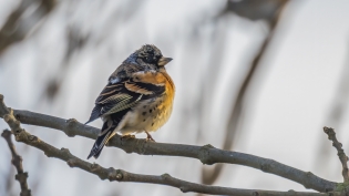 Keep (fringilla montifringilla)
De Lier, Kraaiennest, 12 februari 2022
Canon EOS R5, 800 mm, 1/160 sec, f/11, ISO 800 Keep