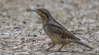 Draaihals (jynx torquilla)
Delft, Abtwoudse bos midden, 3 mei 2022
Canon EOS R5, 800 mm, 1/400 sec, f/11, ISO 800 Draaihals