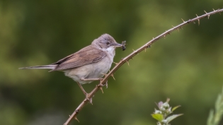 Grasmus (sylvia communis)
Delft, Abtwoudse bos oost, 29 mei 2022
Canon EOS R5, 800 mm, 1/250 sec, f/11, ISO 800 Grasmus