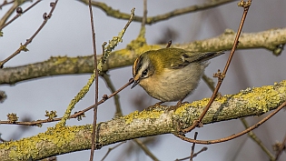 Vuurgoudhaan (regulus ignicapilla)
Delft, Abtswoudsebos oost, Vlakoverpad, 27 februari 2024
Canon EOS R5, 800 mm, 1/400 sec, f/11, ISO 800 Vuurgoudhaan