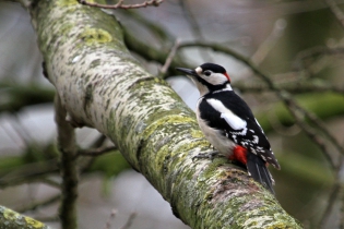 Great spotted woodpecker