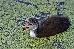 Jonge meerkoet