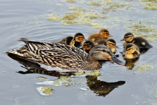 Wilde eend met jongen